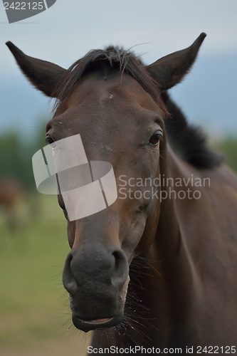 Image of horse