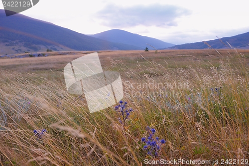 Image of summer landscape