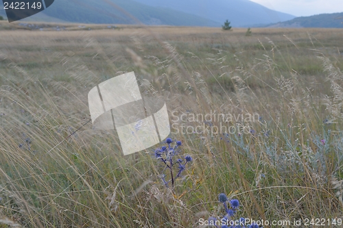 Image of summer landscape