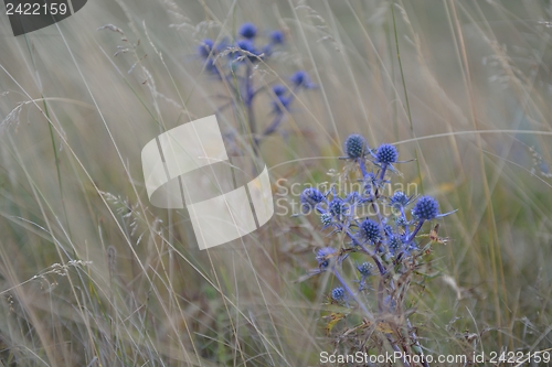 Image of summer landscape