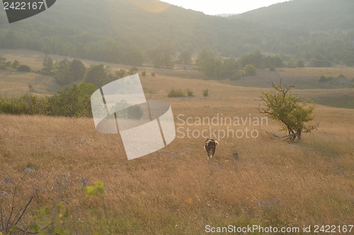 Image of summer landscape