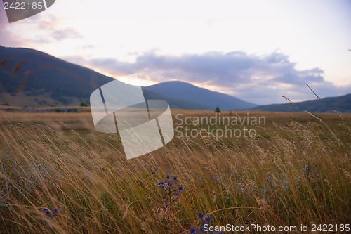 Image of summer landscape