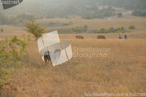 Image of summer landscape