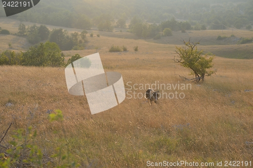 Image of summer landscape