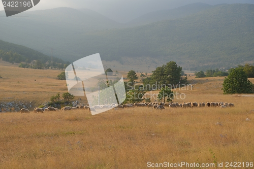 Image of summer landscape