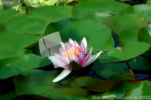 Image of Waterlily