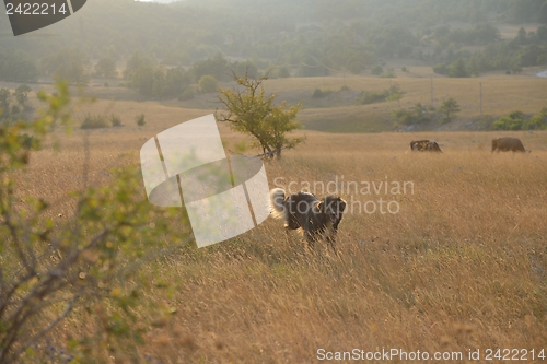 Image of summer landscape