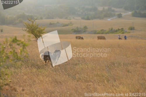 Image of summer landscape