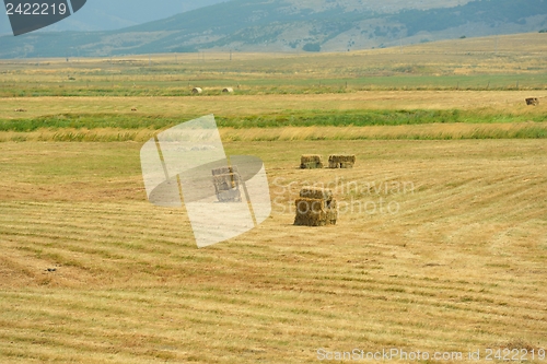 Image of summer landscape