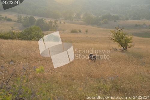 Image of summer landscape