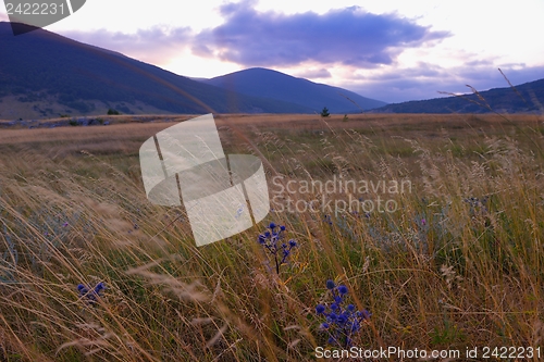 Image of summer landscape