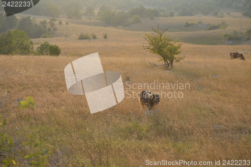 Image of summer landscape