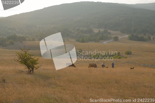 Image of summer landscape