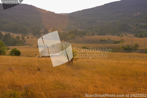 Image of summer landscape