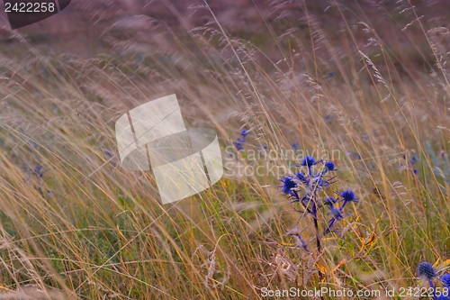 Image of summer landscape