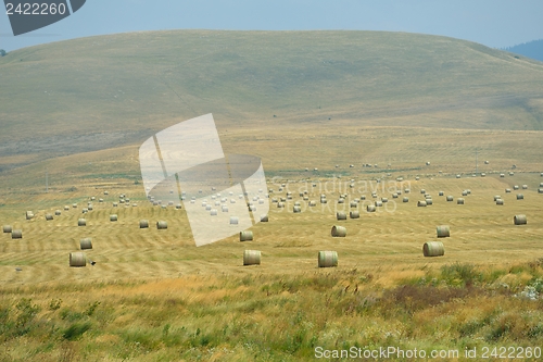 Image of summer landscape