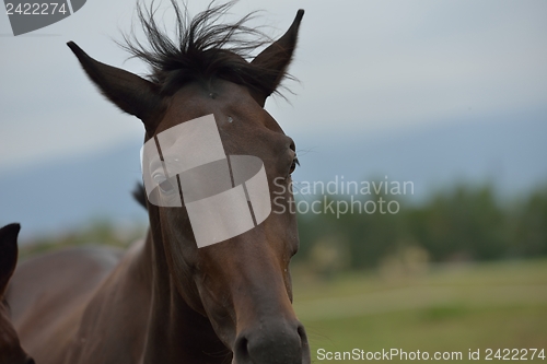 Image of horse