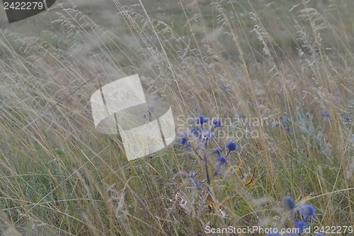 Image of summer landscape