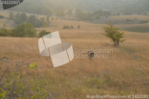 Image of summer landscape