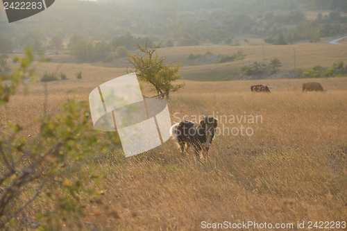 Image of summer landscape