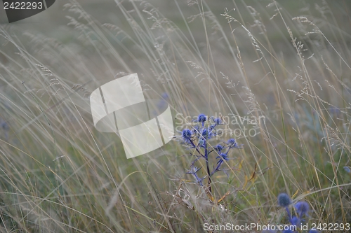 Image of summer landscape