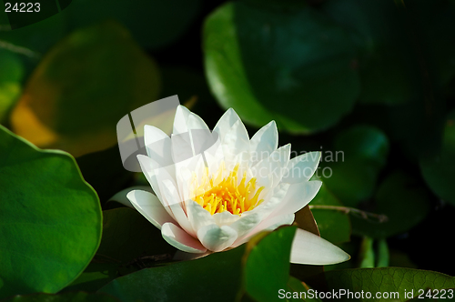 Image of Waterlily