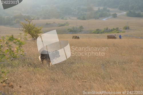 Image of summer landscape