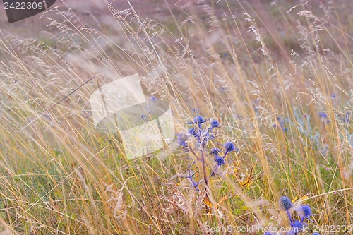 Image of summer landscape