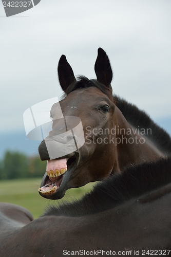 Image of horse