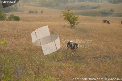 Image of summer landscape