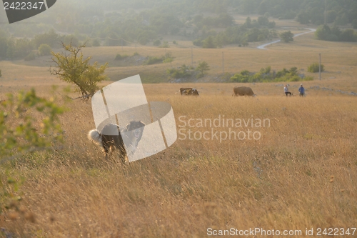 Image of summer landscape