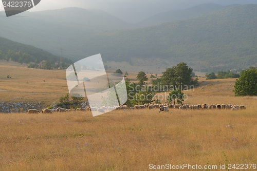 Image of summer landscape