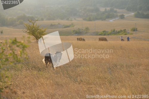 Image of summer landscape