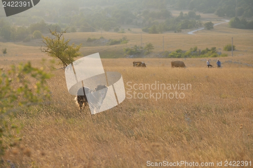 Image of summer landscape