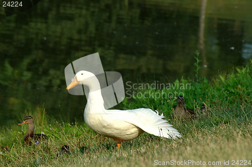 Image of White Duck
