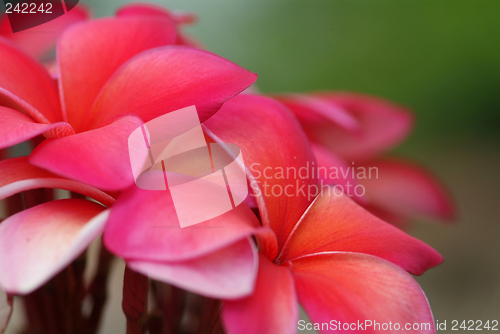 Image of Red plumeria