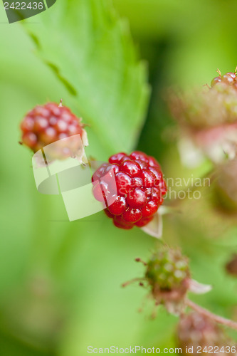 Image of raspberry plant outdoor in garden summer berries flowes