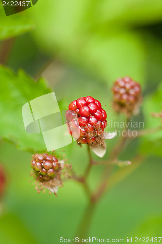 Image of raspberry plant outdoor in garden summer berries flowes