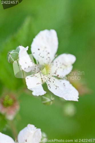 Image of raspberry plant outdoor in garden summer berries flowes