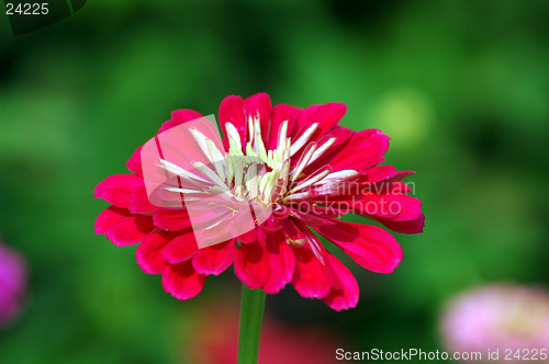 Image of Zinnia