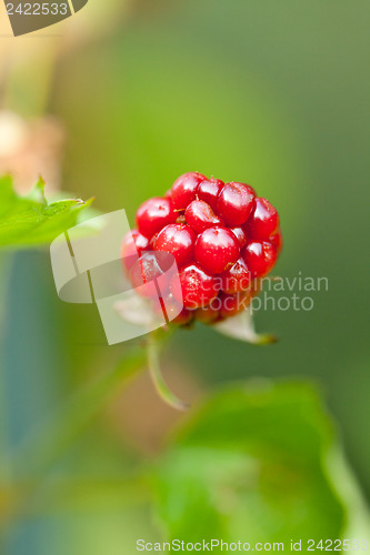 Image of raspberry plant outdoor in garden summer berries flowes