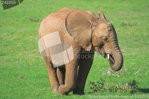 Image of young bull