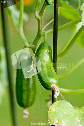 Image of fresh green cucumber plant in garden summer outdoor