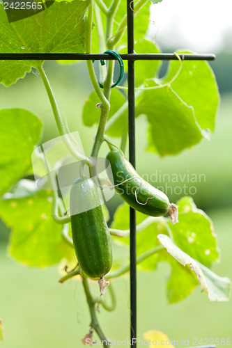 Image of fresh green cucumber plant in garden summer outdoor