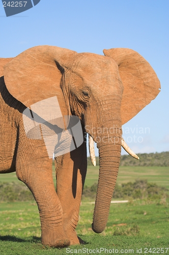 Image of elephant profile