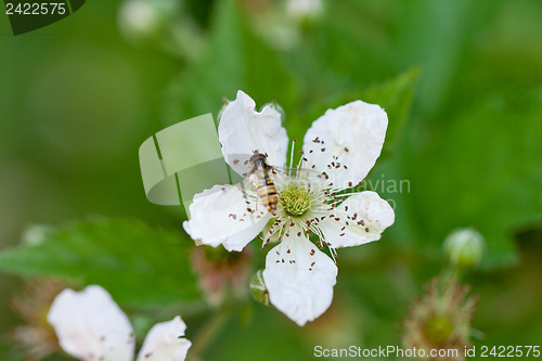 Image of raspberry plant outdoor in garden summer berries flowes