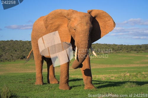 Image of bull on the greens