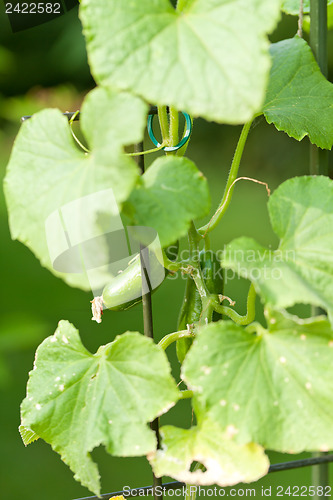 Image of fresh green cucumber plant in garden summer outdoor