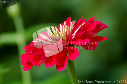 Image of Zinnia