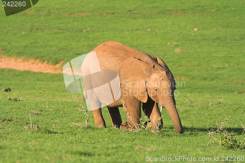 Image of baby elephant